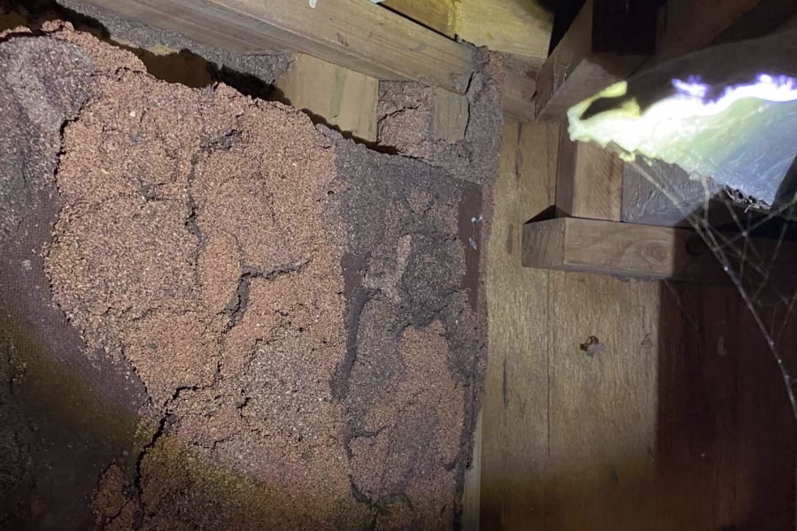 termite inspection probes borescopes