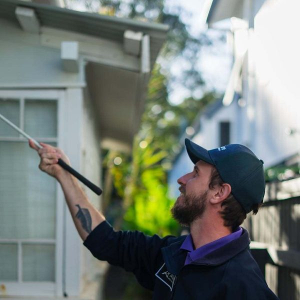pre-purchase timber pest inspection