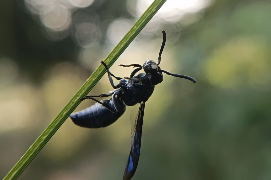 Mud dauber wasp