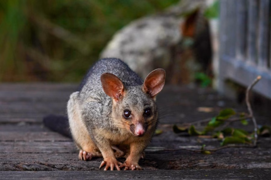 Brushtail possum patio