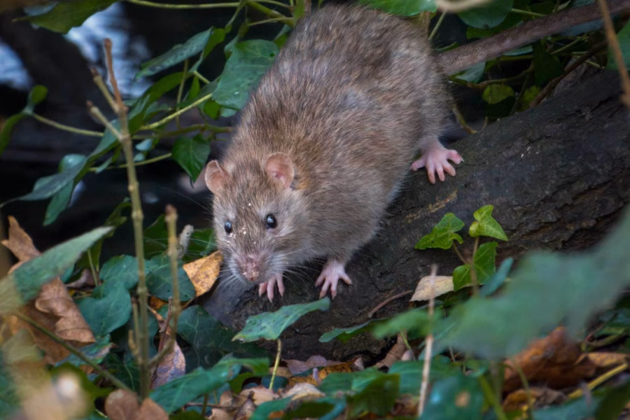 Rat control backyard