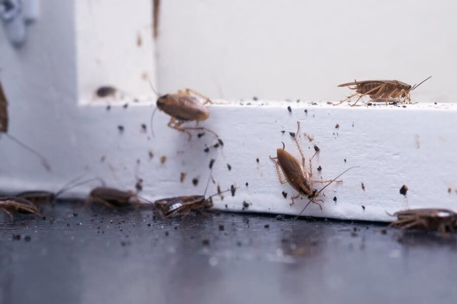German cockroaches