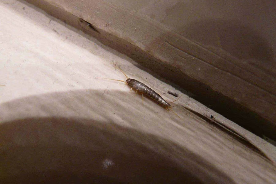 silverfish control brisbane south east queensland