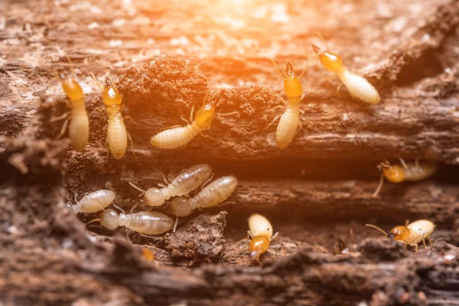 Close up termites or white ants