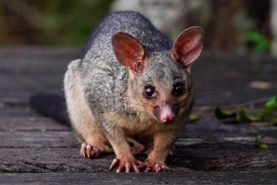 Brushtail possum patio