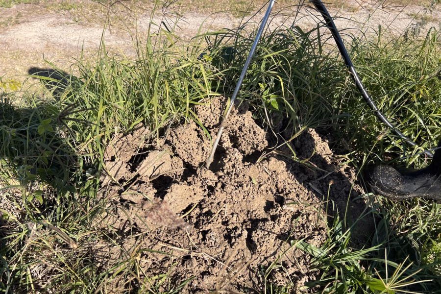 Fire ant nest being treated