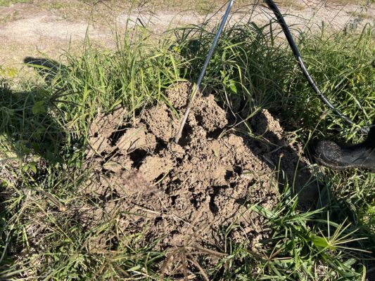 Fire ant nest being treated