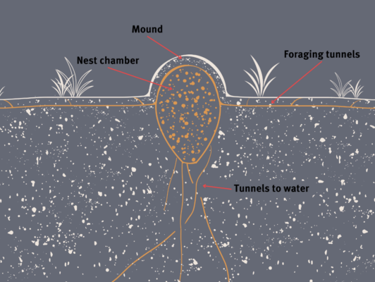 Fire ant nest diagram