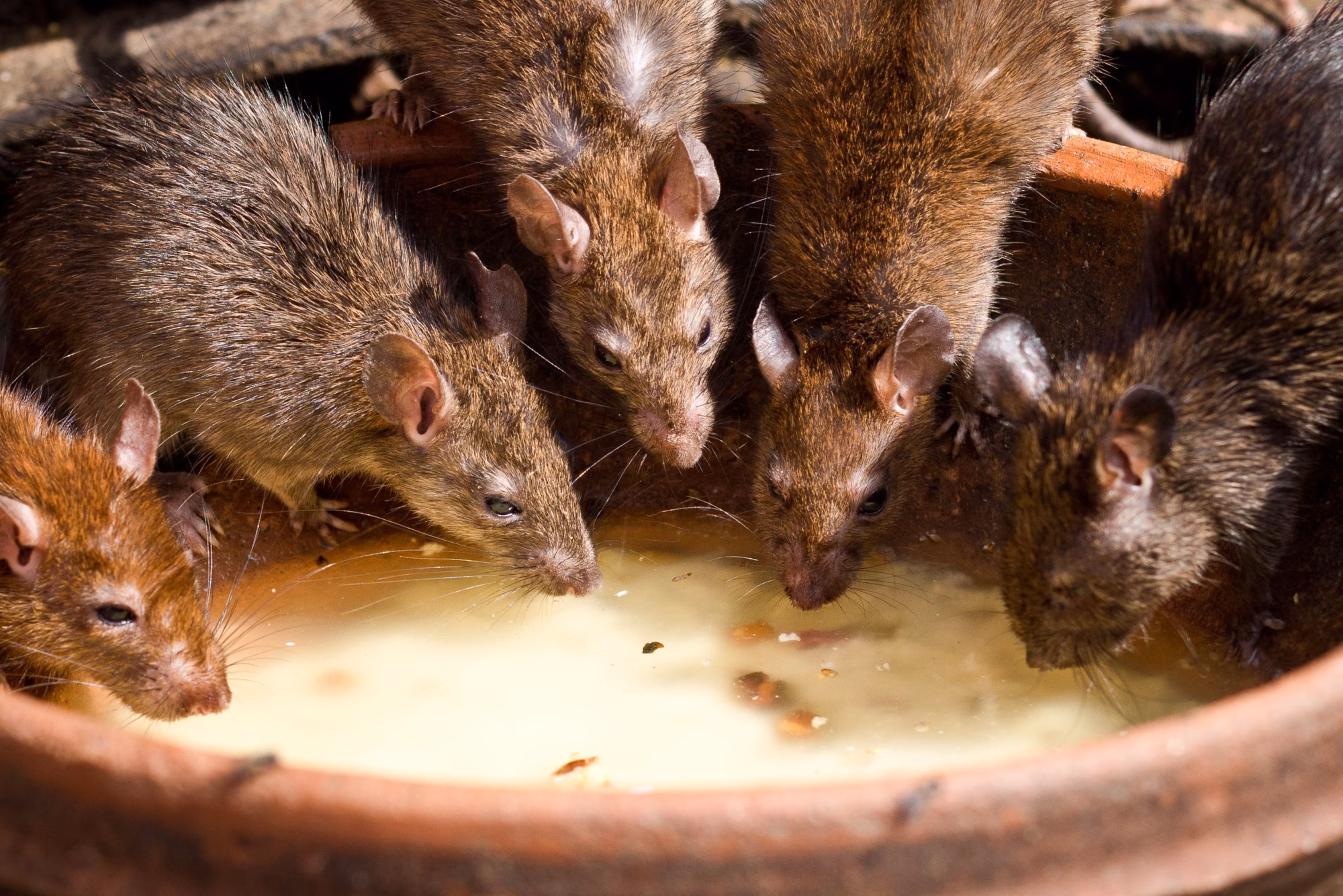 Rat control management