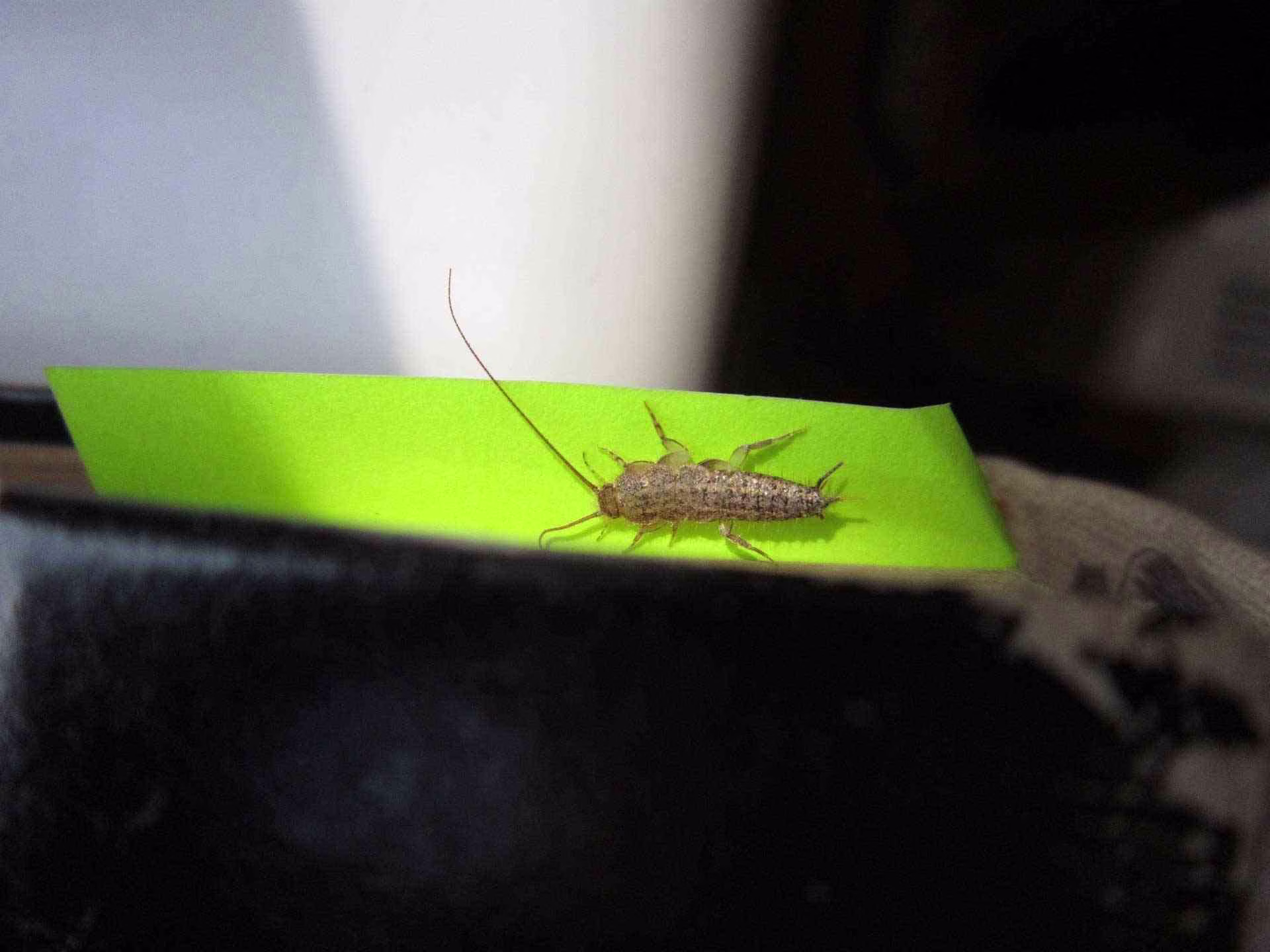 Silverfish control