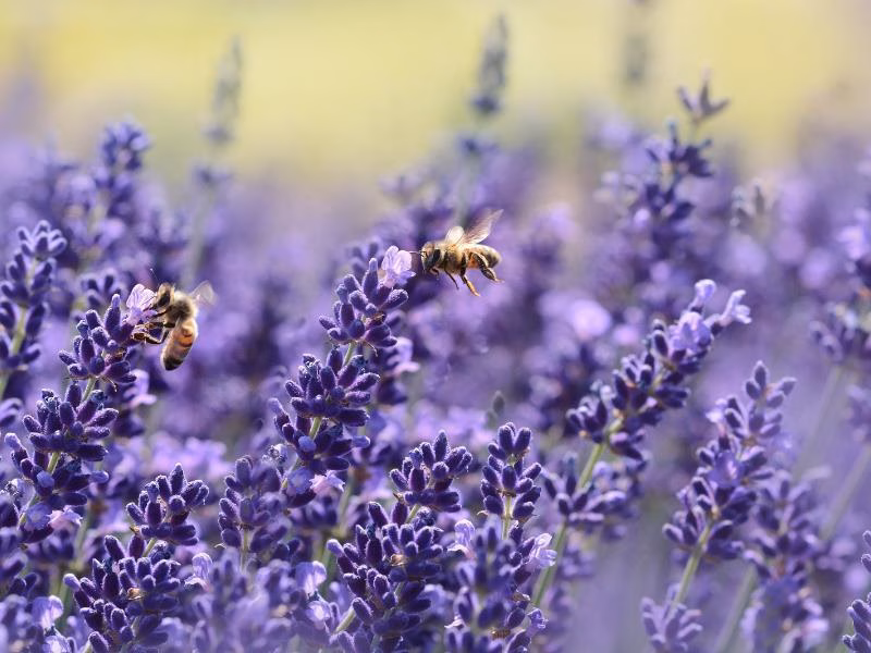 Nw11905 16905 0002 bees