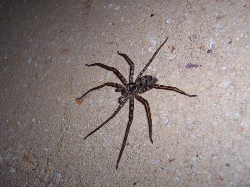 Nw11950 16966 0002 huntsman spider