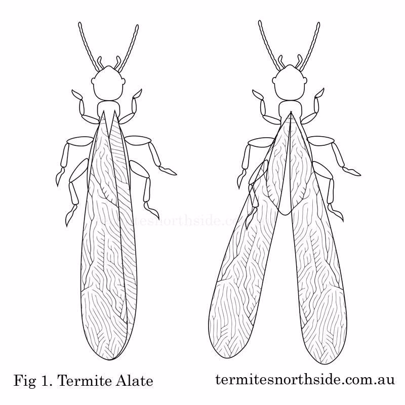 Nw11857 16824 termite alates south east queensland
