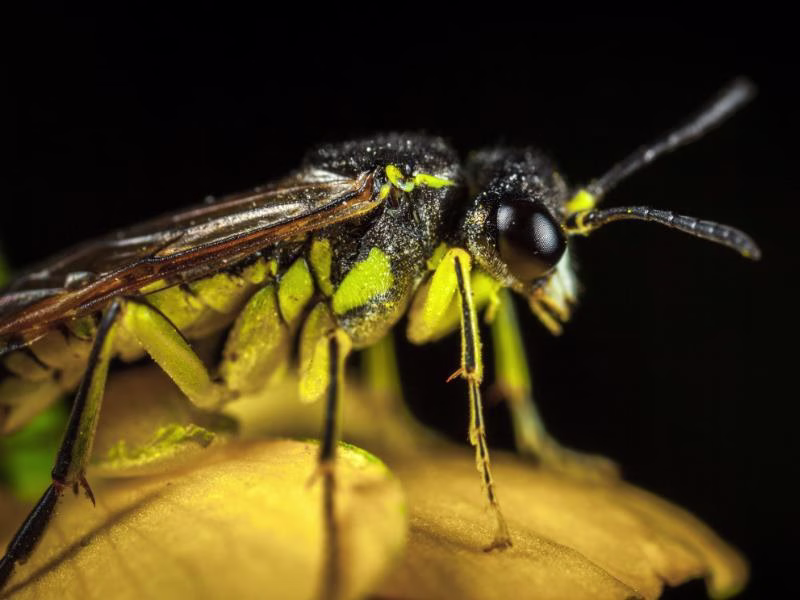 wasp next removal brisbane south east queensland