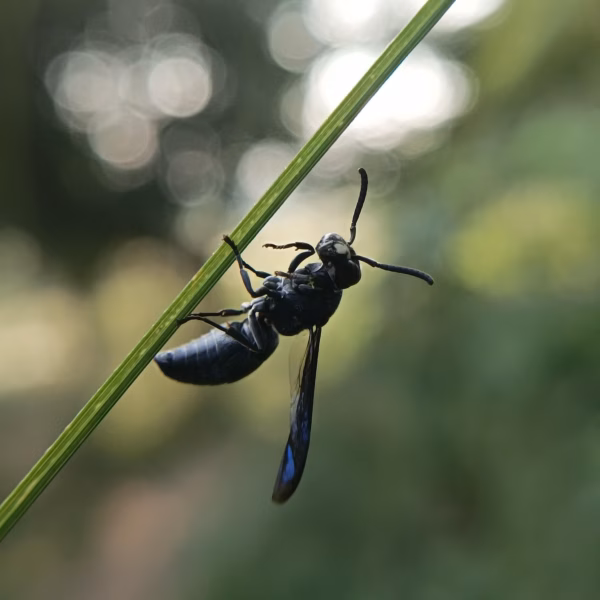 Mud dauber wasp