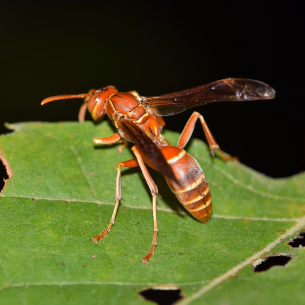 Paper wasp
