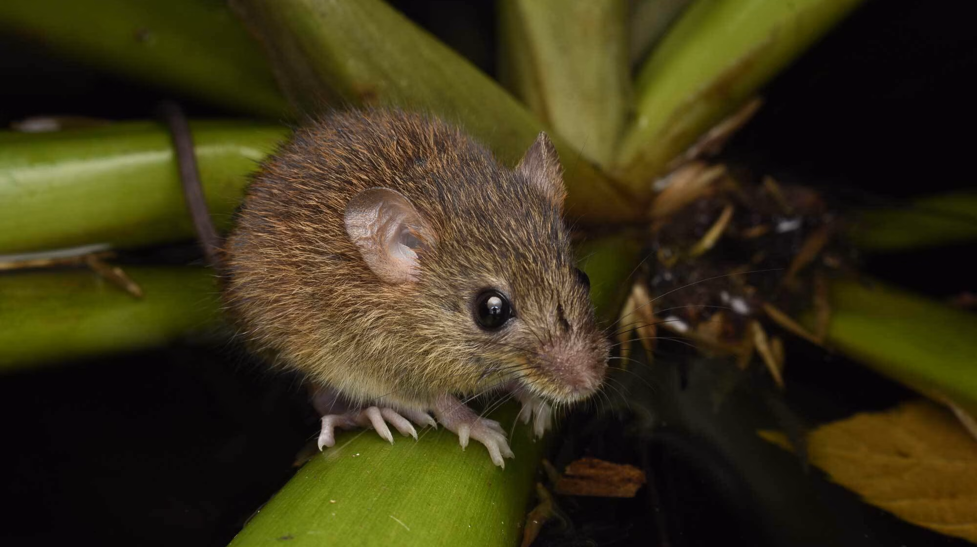 Mouse control garden