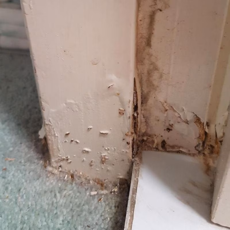 Nw10834 15624 conquer termites northside termites br