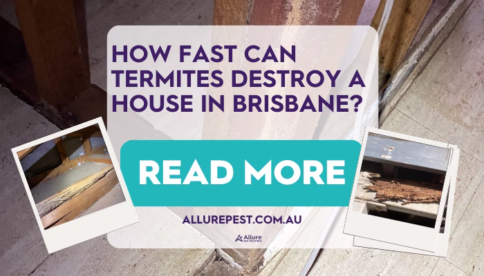 How Fast Can Termites Destroy a House in Brisbane