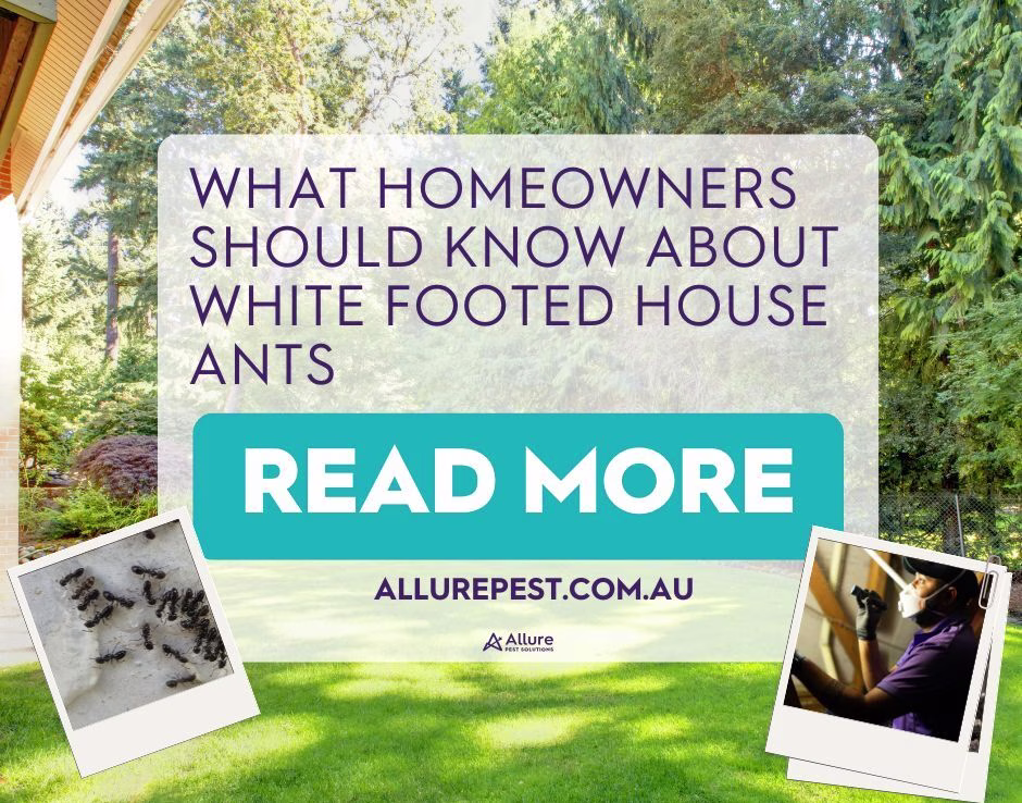 White footed house ant 2 e1758617288209
