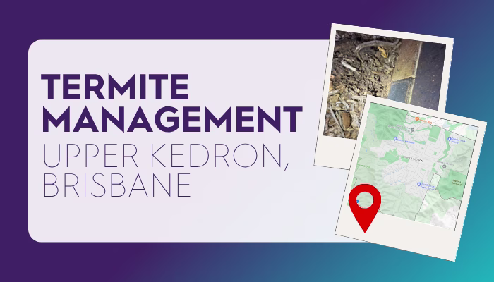 Termite Management Upper Kedron