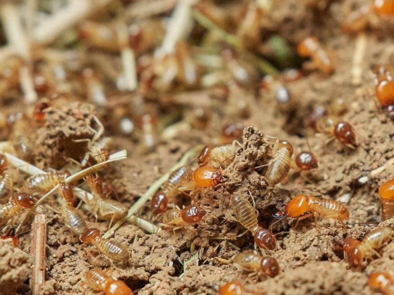 Nw12014 17033 0002 termites