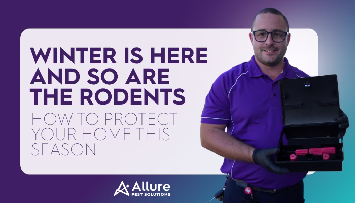 Rodent Treatment Brisbane