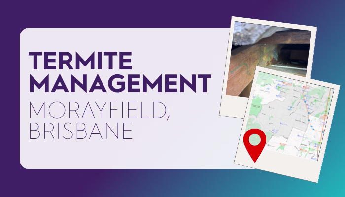 Termite Management Morayfield Brisbane