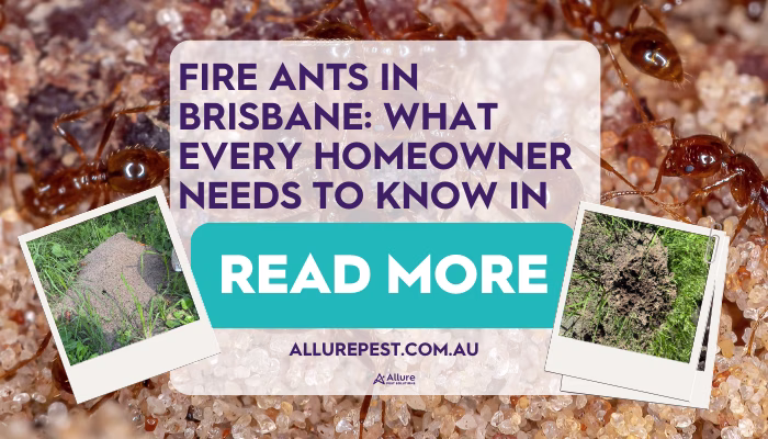 Fireant blog