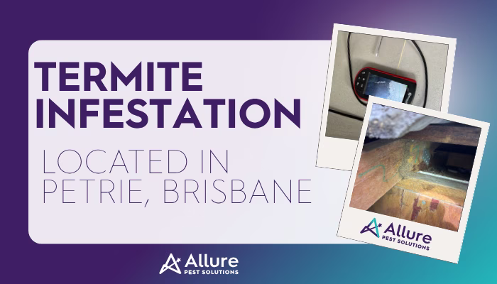 Petrie brisbane termites