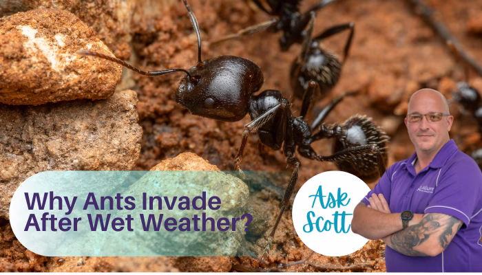 Scott Ants 1