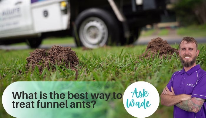 Wade Funnel Ants