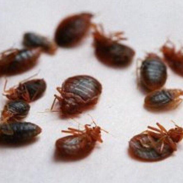 Nw9820 14495 how to avoid bed bugs in laceys creek