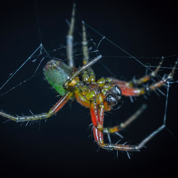 Nw11889 16849 0003 spider