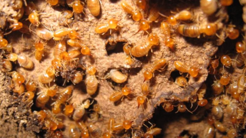 Nw9003 14299 termite colony