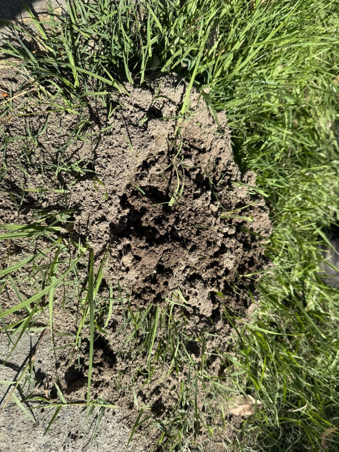 Close-up of a fire ant nest in a Brisbane backyard lawn, showing the dome-shaped soil mound with visible tunnels and disturbed grass around it.