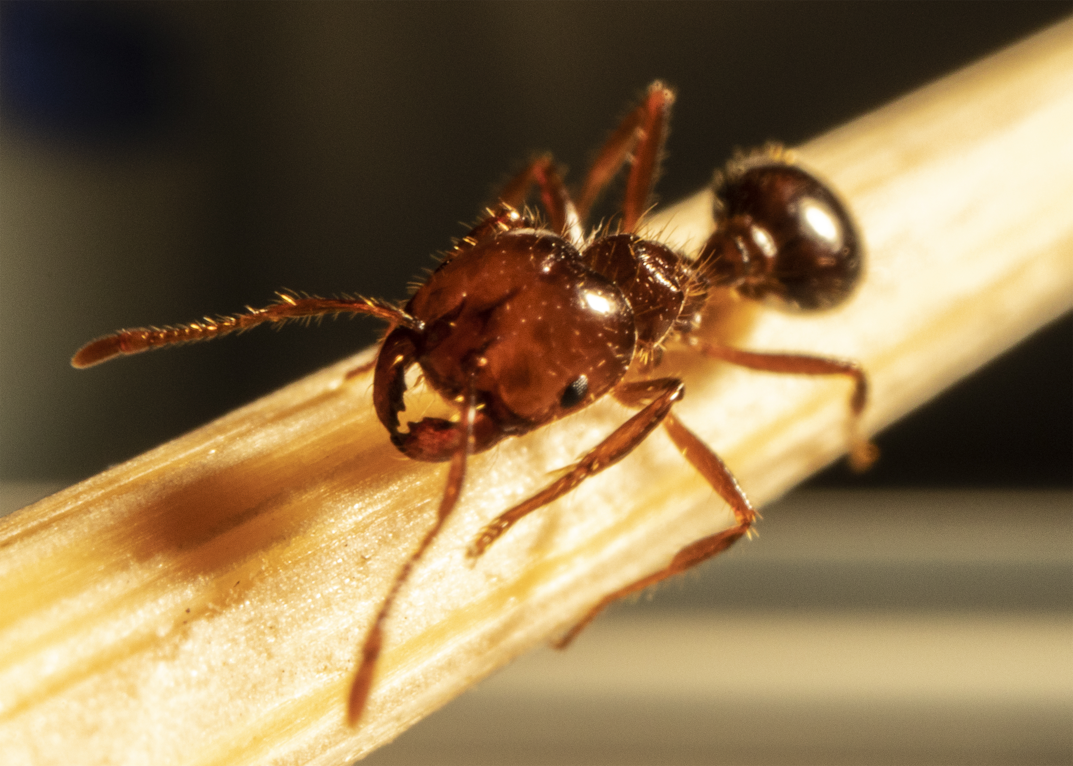 An extreme close-up of a fire ant clinging to a wooden surface. The image captures the ant’s reddish-brown body, prominent mandibles, and fine hairs covering its legs and head. The detailed view highlights the insect’s segmented body, including its head, thorax, and abdomen.