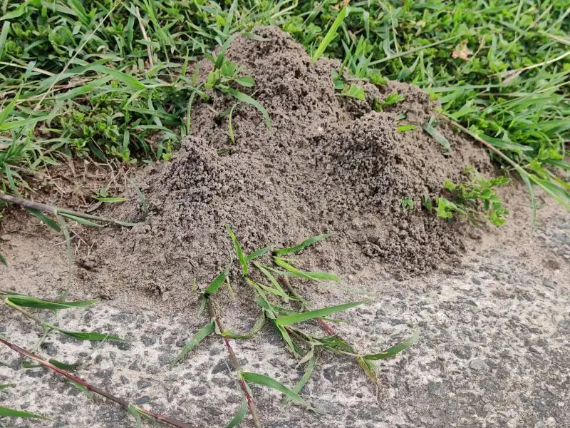 A series of funnel ants that were found in North Brisbane