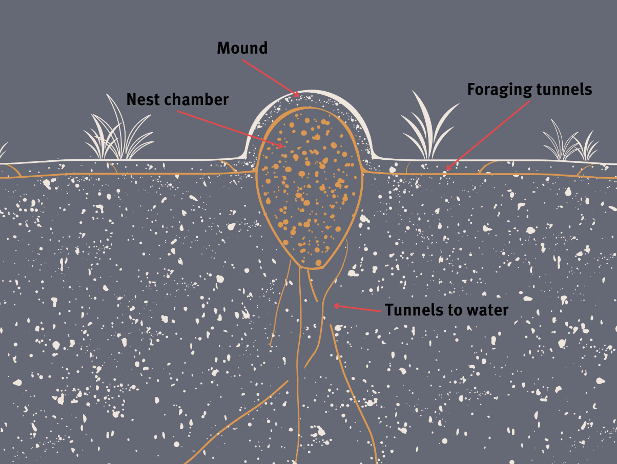A diagram illustrating the structure of a fire ant nest.