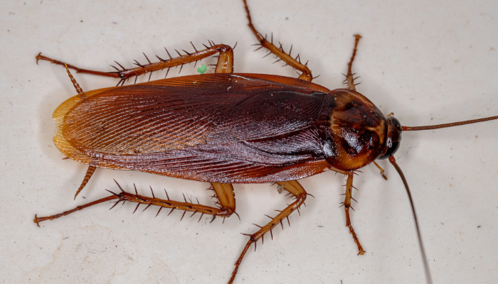 lose-up of an American cockroach on a tiled surface – common household pest treated by Allure Pest Solutions with professional pest control and termite inspections in Brisbane.
