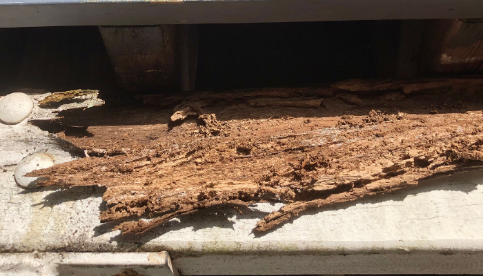 Termite damage in Brisbane home.