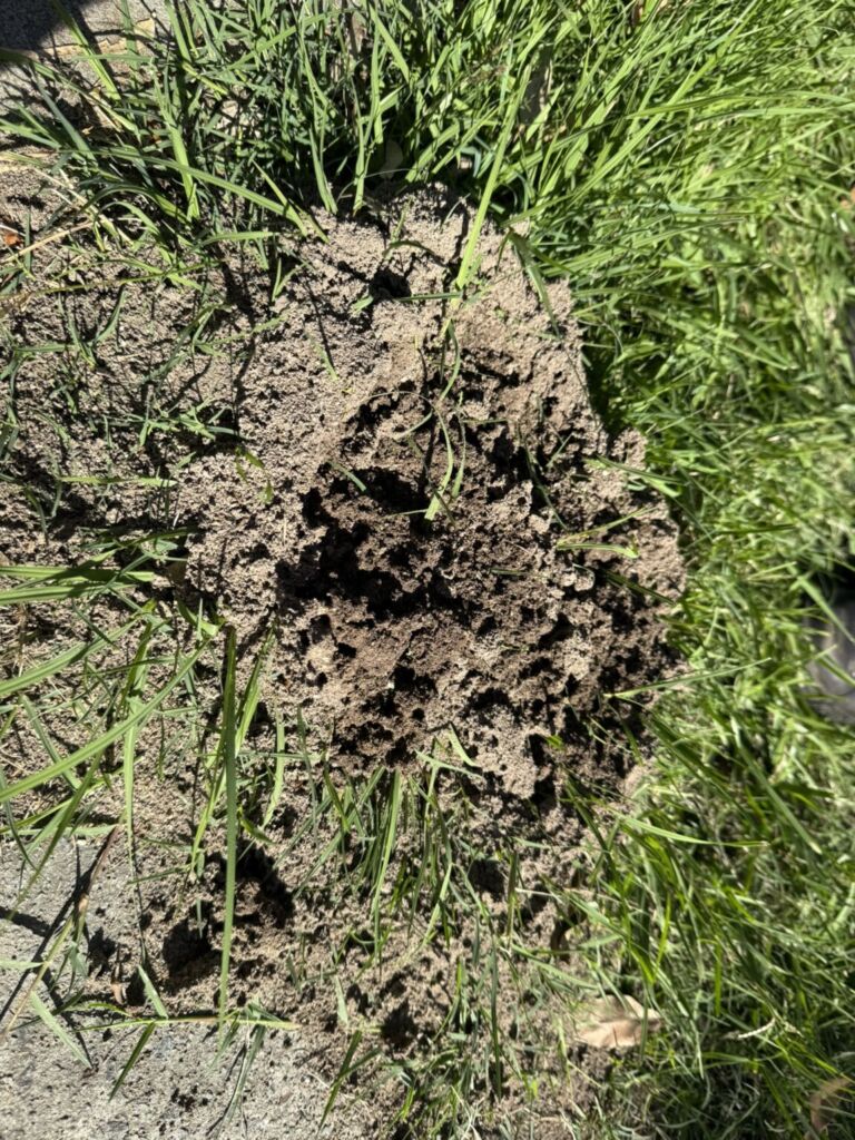Close-up of a fire ant nest in a Brisbane backyard lawn, showing the dome-shaped soil mound with visible tunnels and disturbed grass around it.