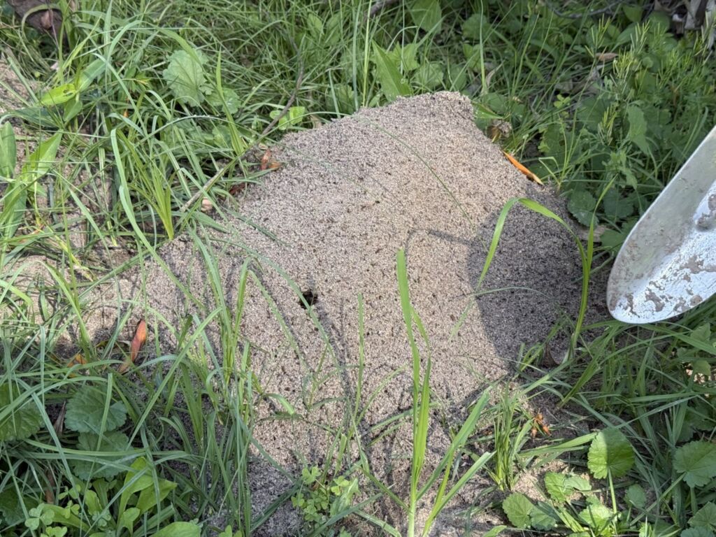 Fire ant nest in Brisbane lawn, showing a dome-shaped sandy mound with small entry holes surrounded by grass and garden soil.