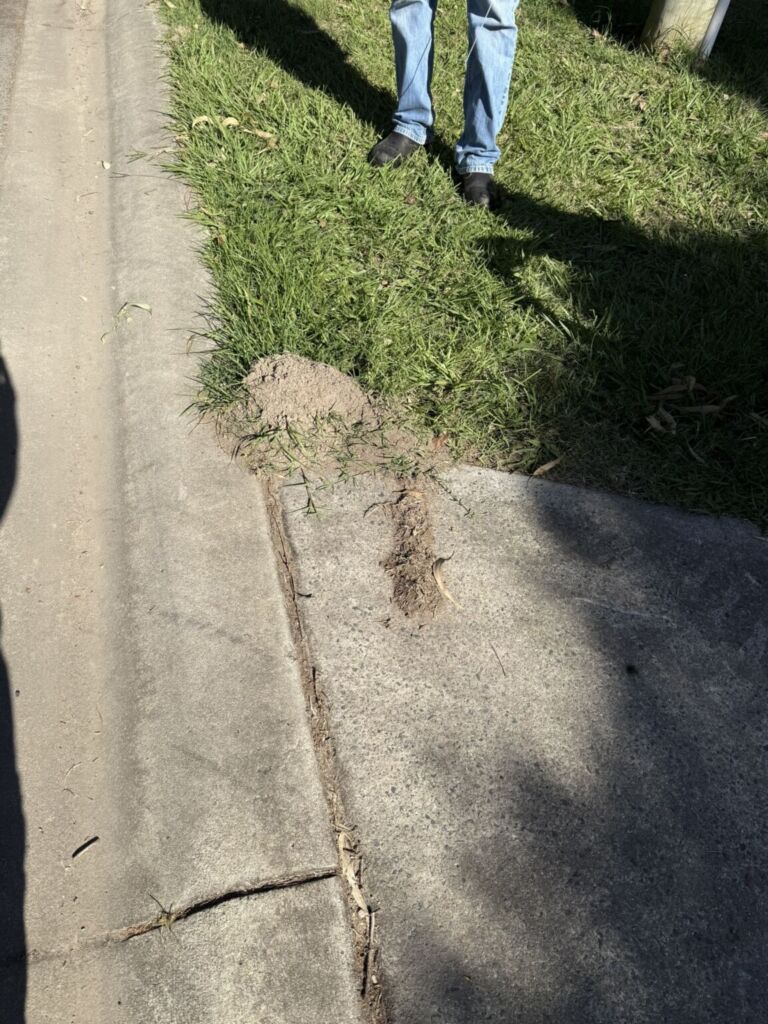 Fire ant nest on a Brisbane footpath verge, showing a dome-shaped mound built beside the concrete edge with a person standing nearby in jeans and black shoes